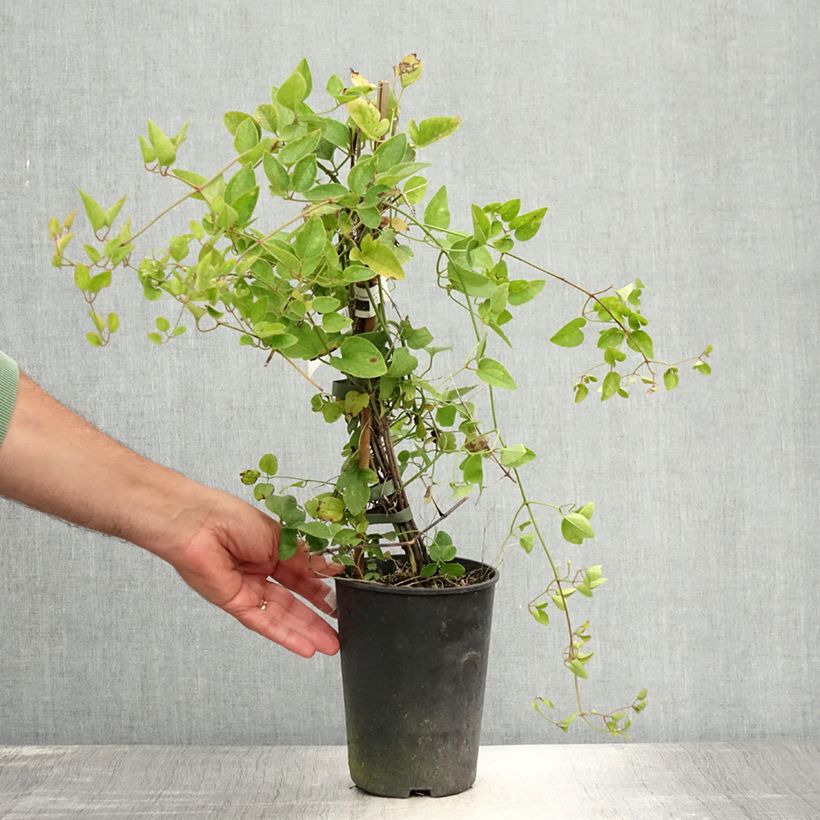 Ejemplar de Clematis flammula terniflora - Clemátide olorosa Maceta 2L/3LAltura de entrega aprox. 40/50cm entregado en verano
