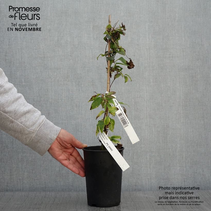Ejemplar de Clematis Teshio Maceta 2L/3L entregado en otoño