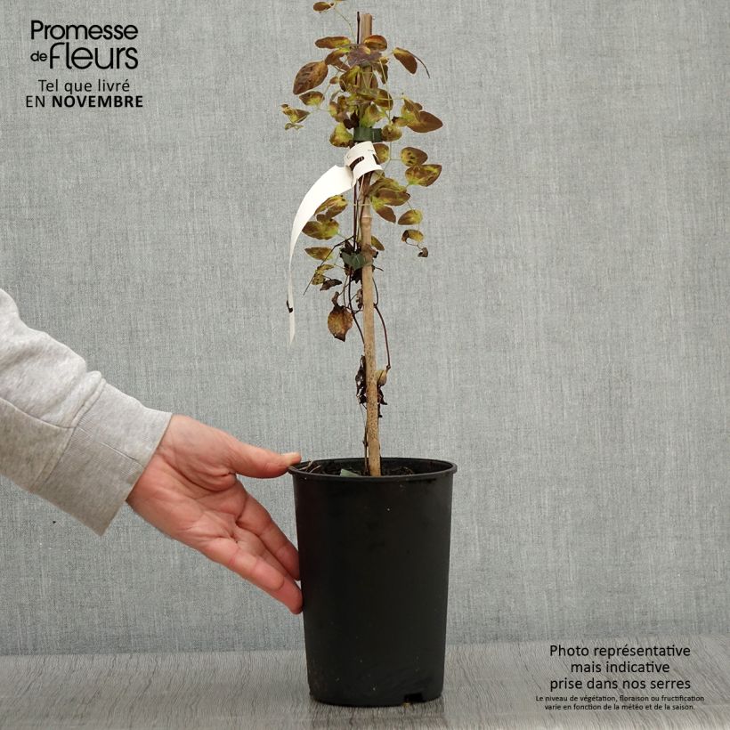 Ejemplar de Clematis texensis Odoriba - Flor de cuero escarlata Maceta 2L/3L entregado en otoño