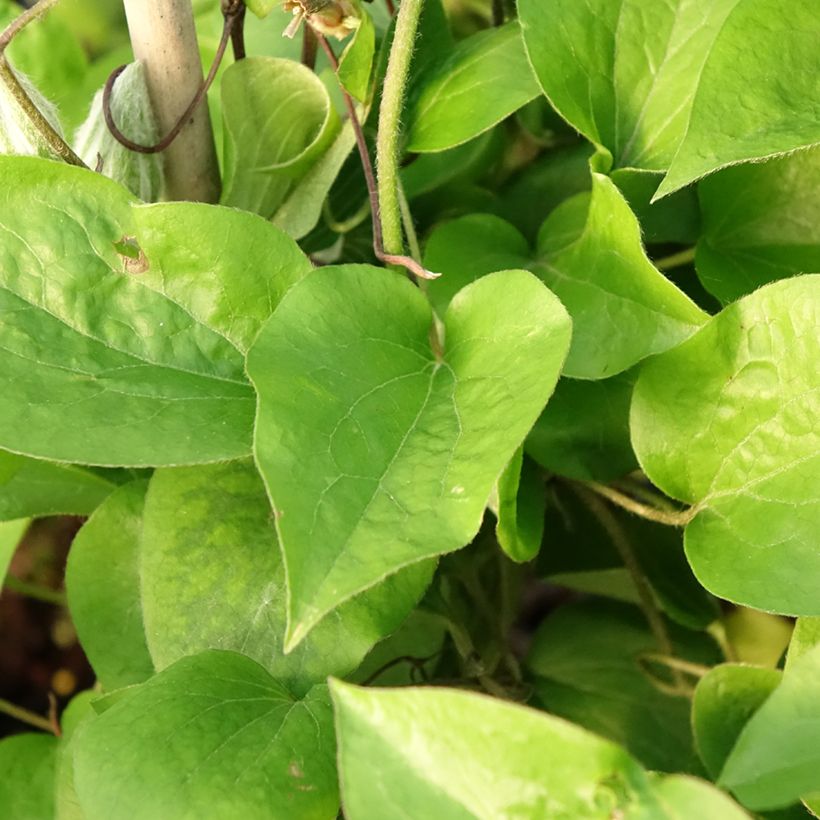 Clematis Thyrislund (Follaje)