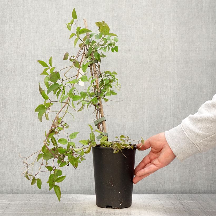 Clematis jackmanii Trikatrei Maceta 2L/3LAltura de entrega aprox. 40/50cm Ejemplar entregado en la primavera