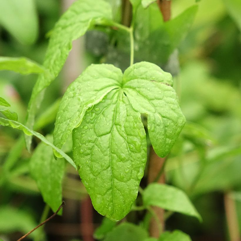 Clematis viticella Abundance (Follaje)