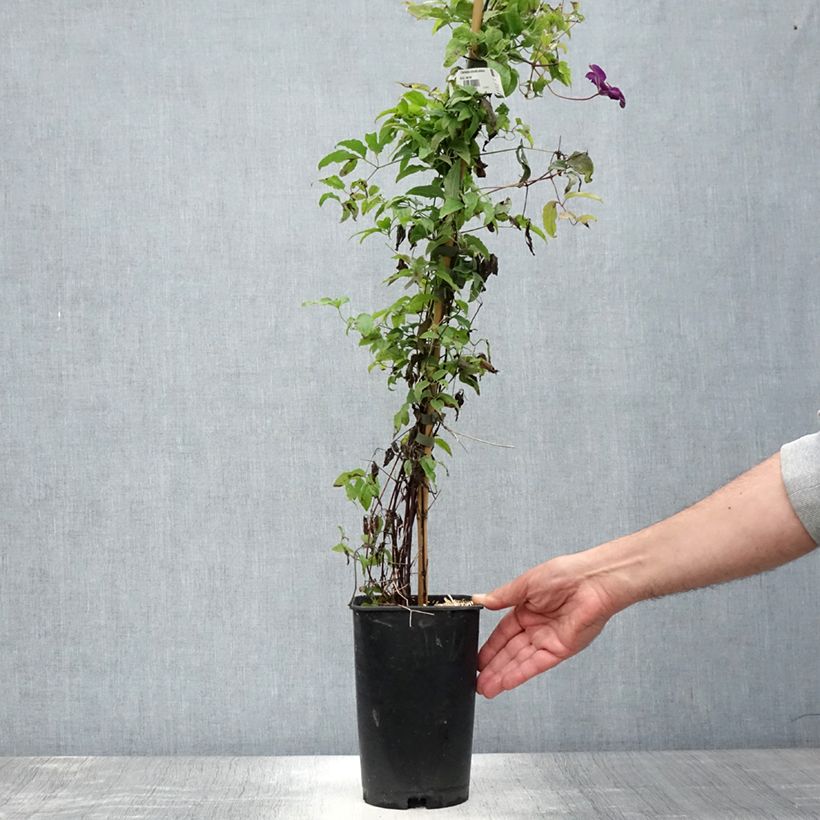 Ejemplar de Clematis viticella Aotearoa Maceta 2L/3LAltura de entrega aprox. 40/60cm entregado en verano