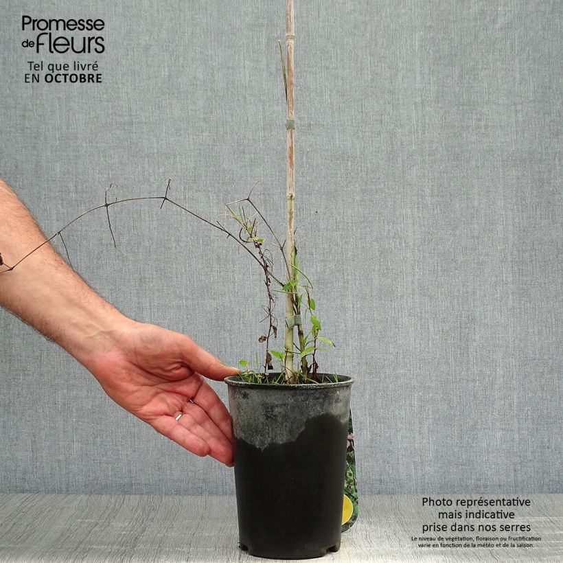 Ejemplar de Clematis viticella Black Prince Maceta 2L/3L entregado en otoño