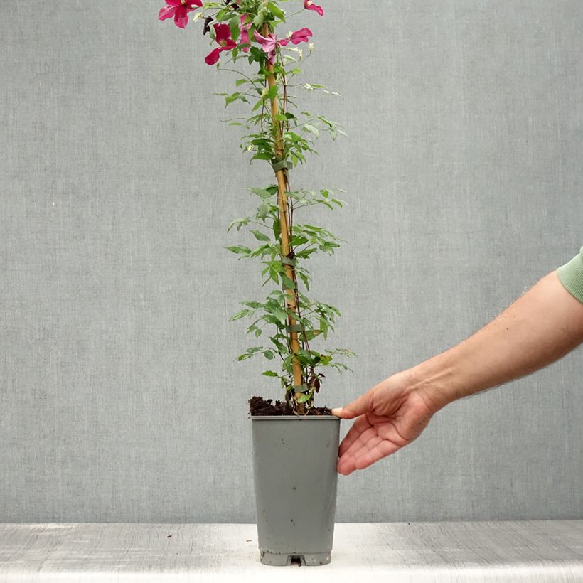 Ejemplar de Clematis viticella Burning Love Maceta 2L/3LAltura de entrega aprox. 60/70cm entregado en verano