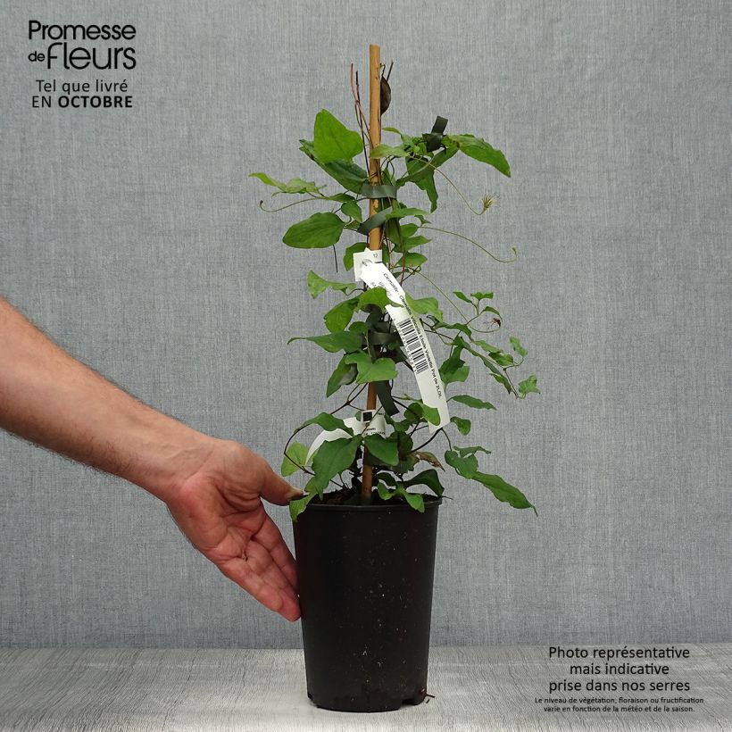 Ejemplar de Clematis Etoile violette Maceta 2L/3L entregado en otoño