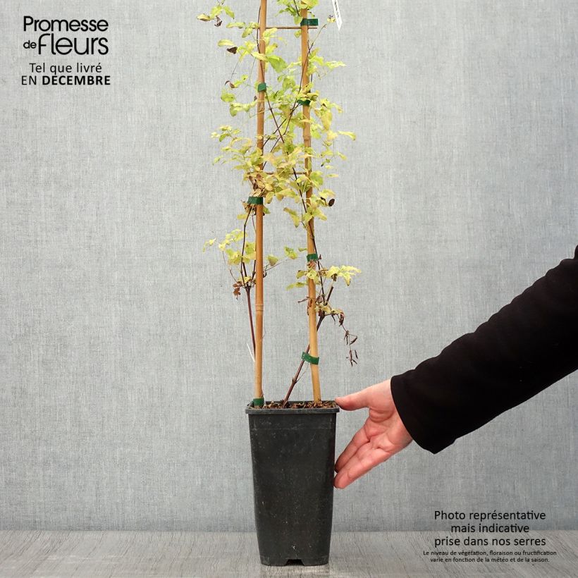 Ejemplar de Clematis Krakowiak Maceta 3L/4L entregado en otoño