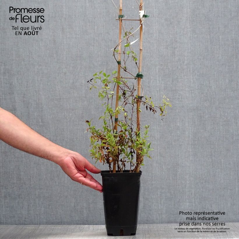 Ejemplar de Clematis Krakowiak Maceta 3L/4L entregado en verano