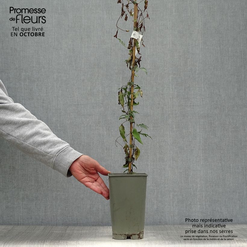 Ejemplar de Clematis Panther Maceta 2L/3L entregado en otoño