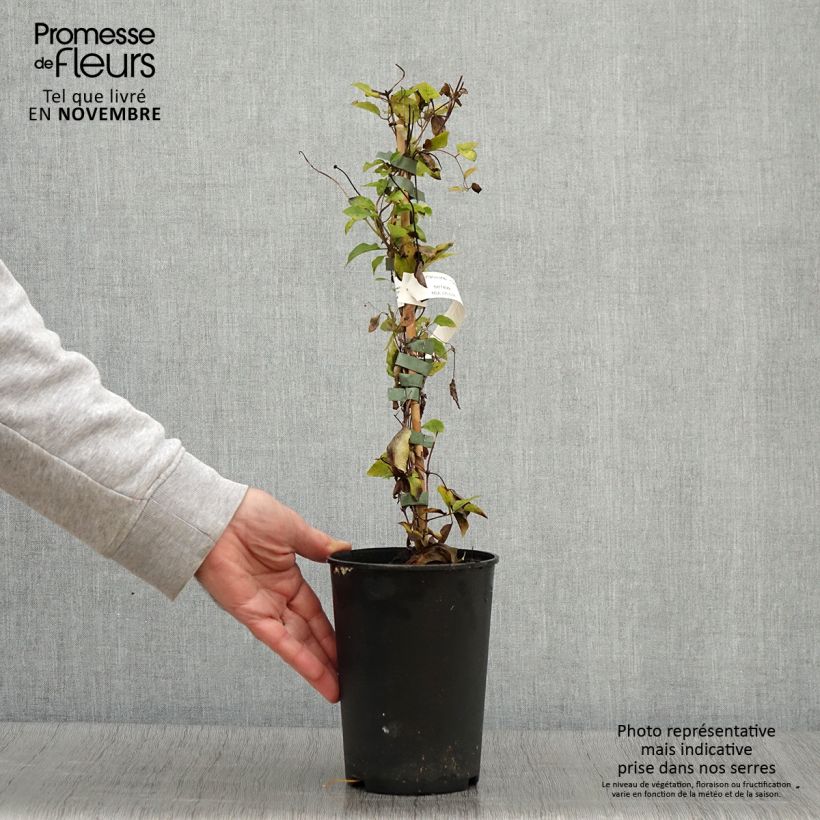 Ejemplar de Clematis viticella Queen Mother Maceta 2L/3L entregado en otoño