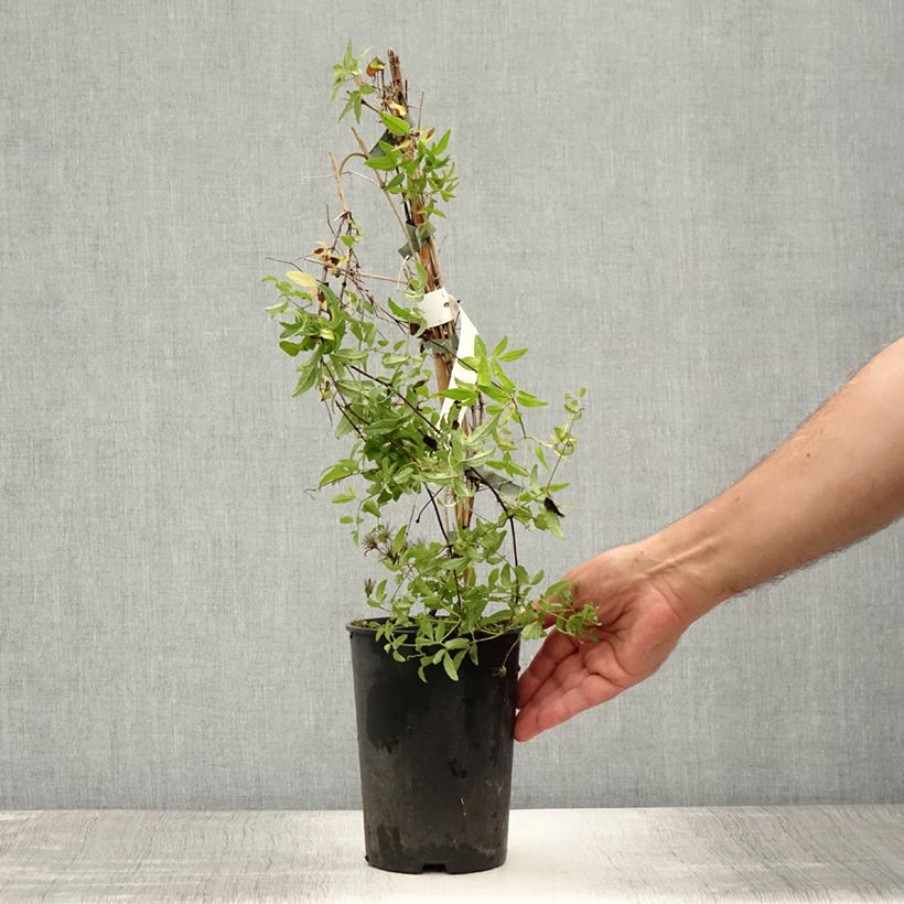 Ejemplar de Clematis viticella Rosalyn Maceta 2L/3LAltura de entrega aprox. 40/50cm entregado en verano