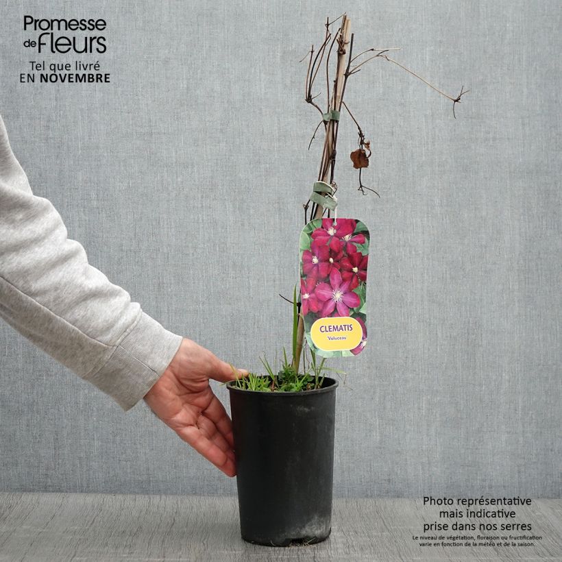 Ejemplar de Clematis Voluceau Maceta 2L/3L entregado en otoño
