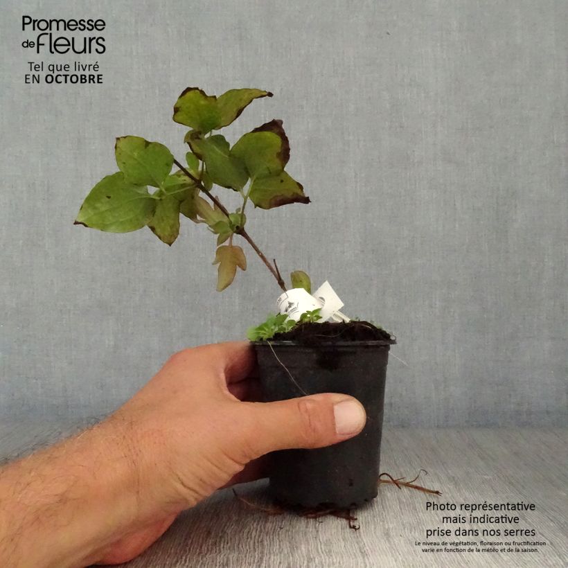 Ejemplar de Clematis Vyvyan Pennell Maceta de 8/9 cm entregado en otoño