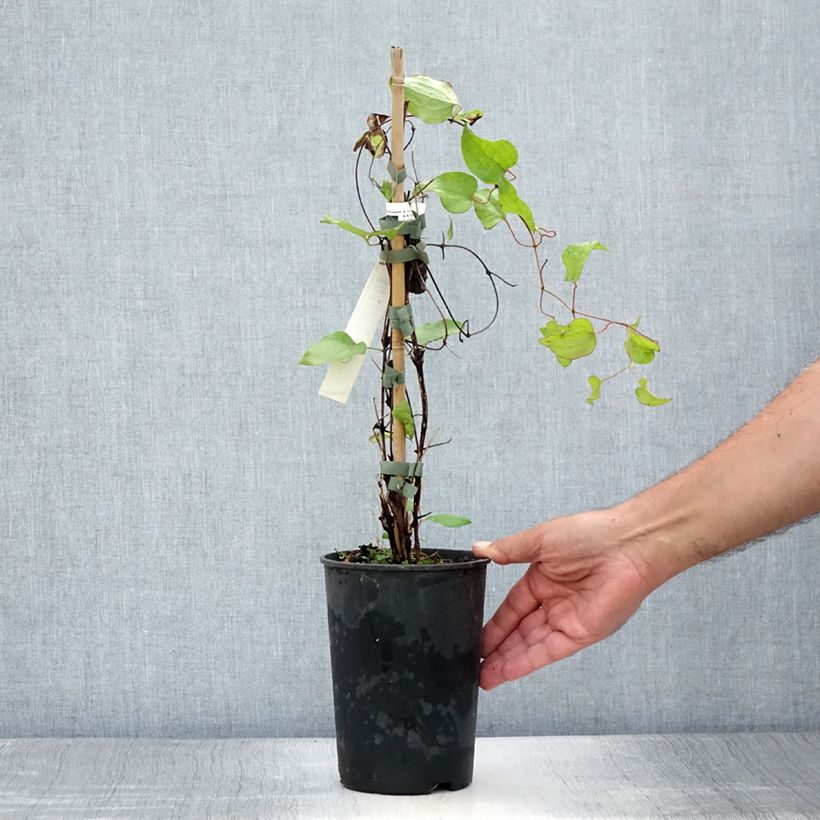 Ejemplar de Clematis Vyvyan Pennell Maceta 2L/3LAltura de entrega aprox. 40cm entregado en verano