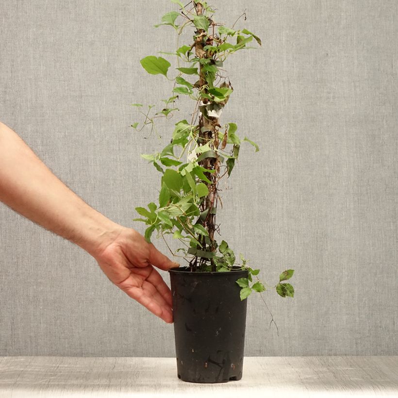 Ejemplar de Clematis White Pearl Maceta 2L/3LAltura de entrega aprox. 30/40cm entregado en verano