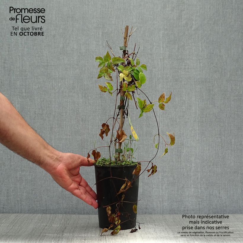 Ejemplar de Clematis Yukikomachi Maceta 2L/3L entregado en otoño