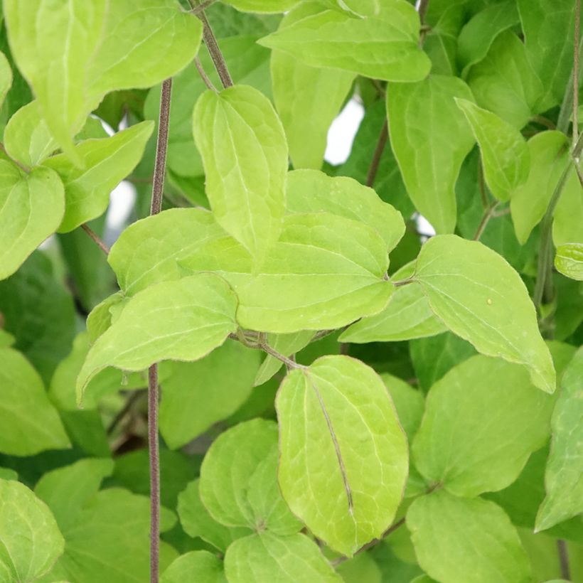 Clematis Yukikomachi (Follaje)