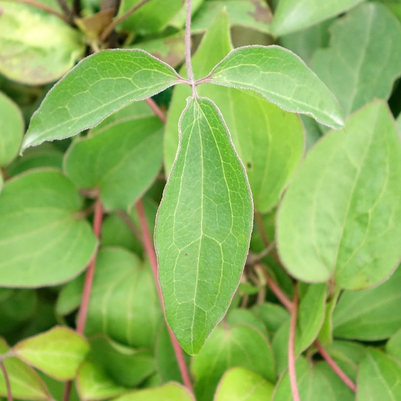 Clematis Henryi (Follaje)