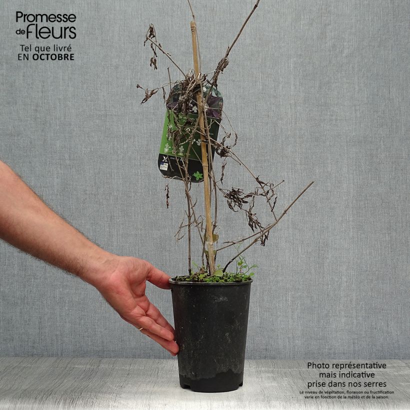 Ejemplar de Clematis recta Purpurea Maceta 2L/3L entregado en otoño