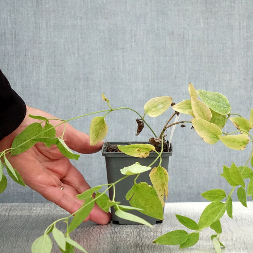 Ejemplar de Clematis recta Purpurea Maceta de 8/9 cm entregado en otoño