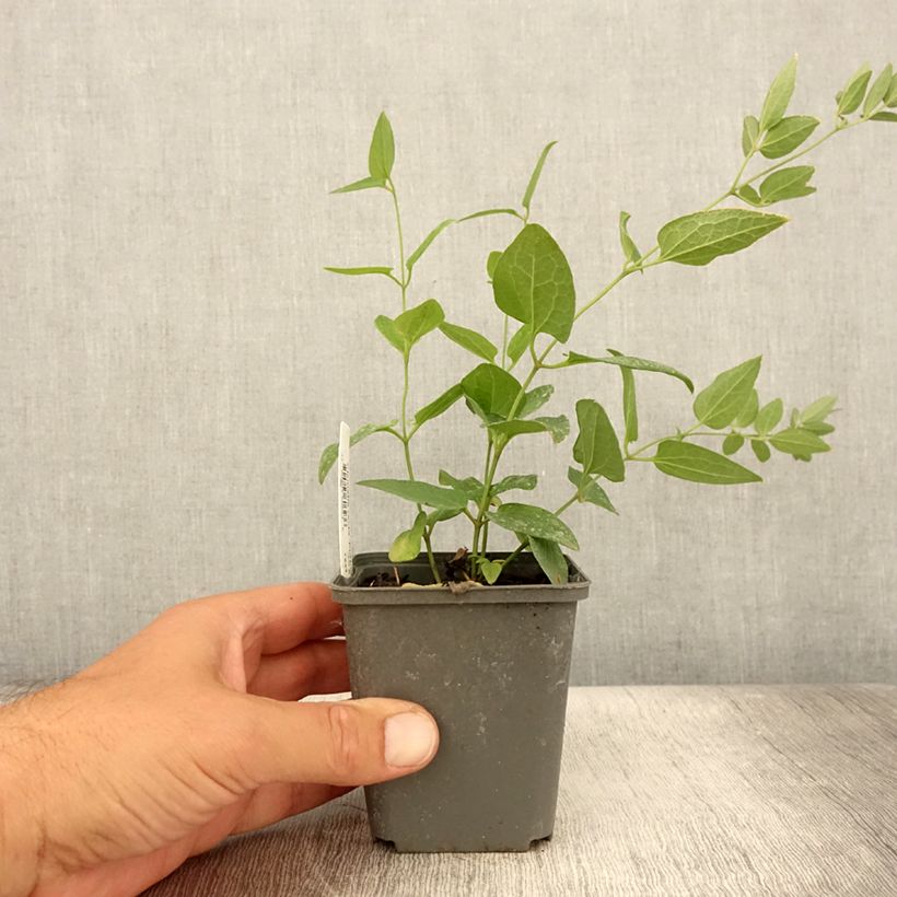 Ejemplar de Clematis recta Purpurea Maceta de 8/9 cm entregado en verano