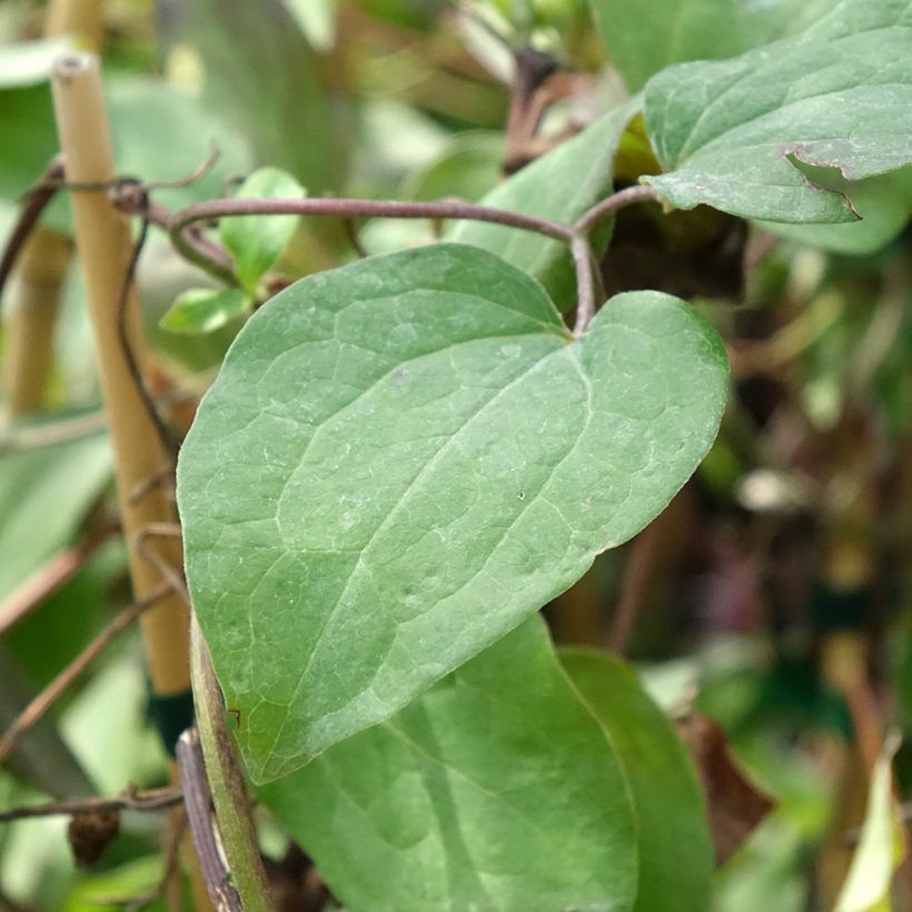 Clematis Honora (Follaje)