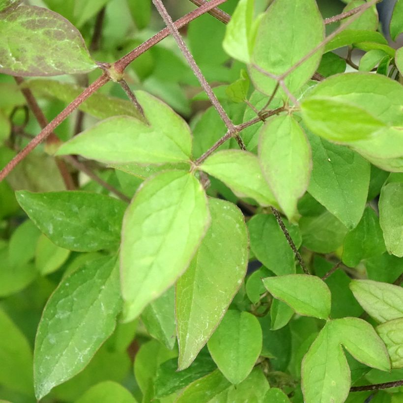 Clematis viticella (Follaje)