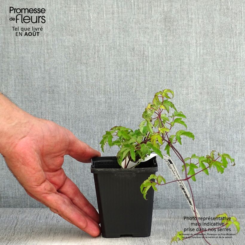 Ejemplar de Clematis macropetala Maceta de 8/9 cm entregado en verano