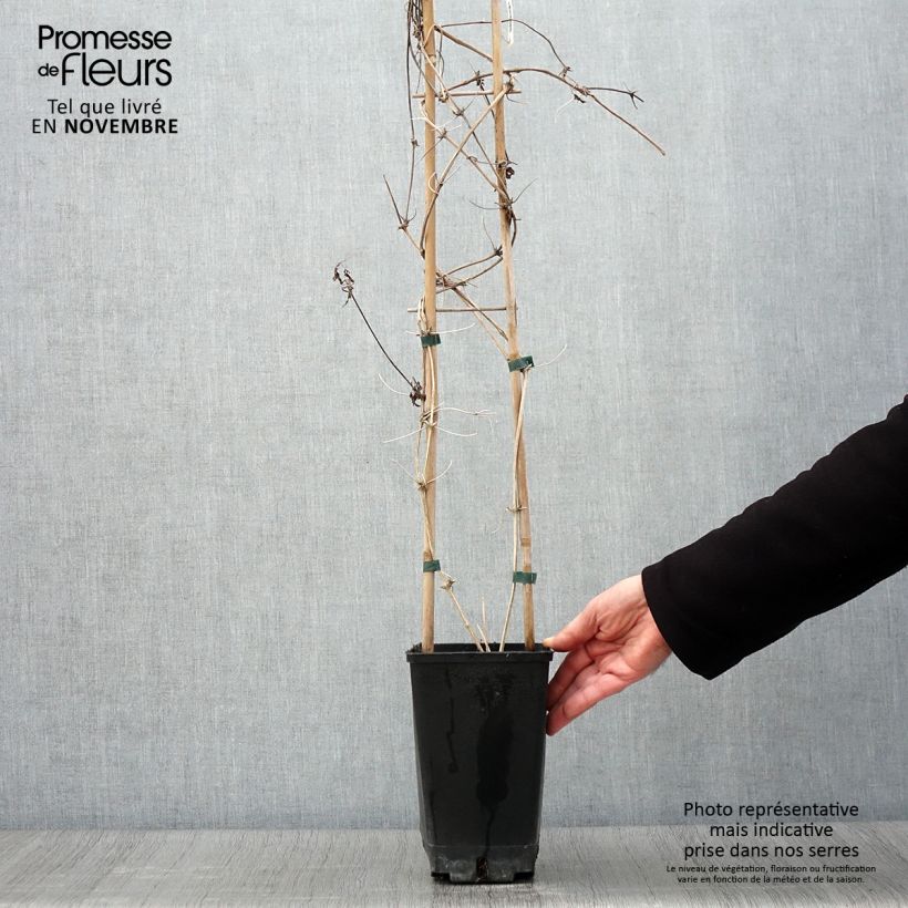 Ejemplar de Clematis macropetala Maceta 3L/4L entregado en otoño
