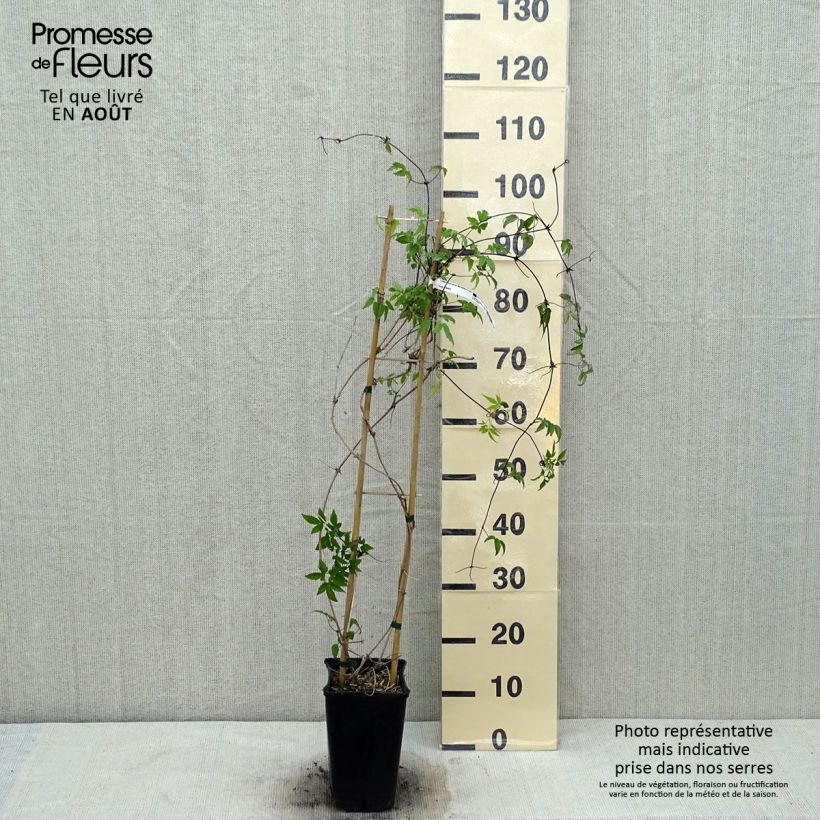 Ejemplar de Clematis macropetala Maceta 3L/4L entregado en verano