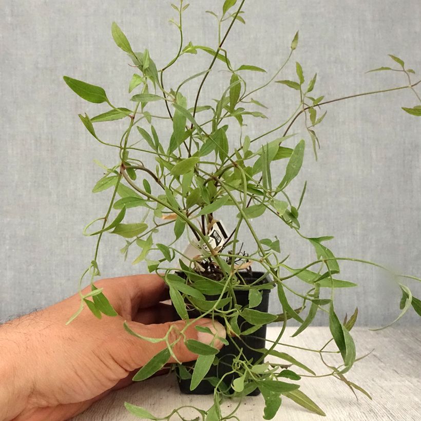Ejemplar de Clematis flammula - Clemátide olorosa Maceta de 8/9 cm entregado en verano