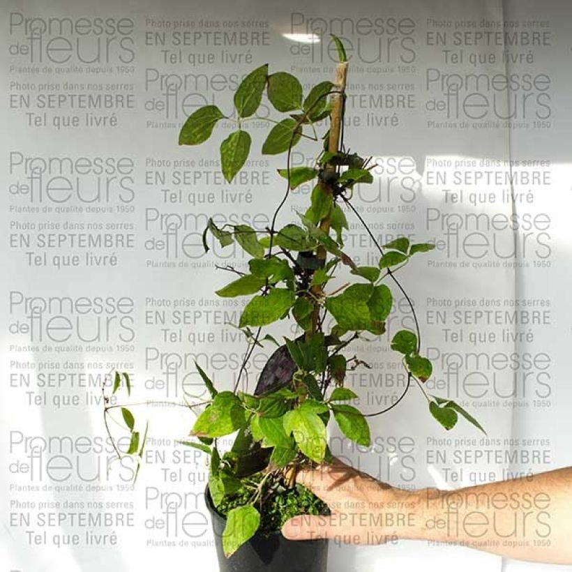 Ejemplo de ejemplar de Clematis Parasol Maceta 2L/3LAltura de entrega aprox. 40/50cm tal y como se entrega