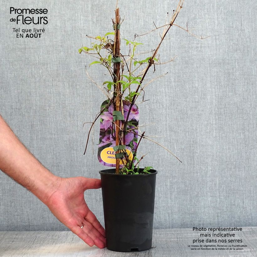 Ejemplar de Clematis Proud Mary Maceta 2L/3LAltura de entrega aprox. 40cm entregado en verano
