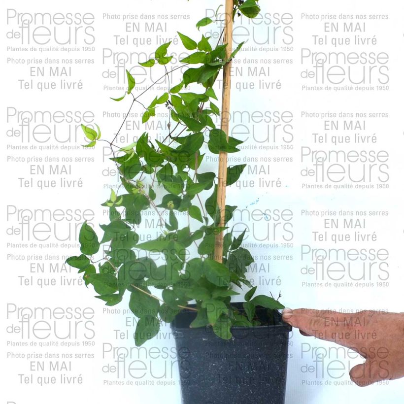 Ejemplo de ejemplar de Clematis Reflections Maceta 2L/3L tal y como se entrega