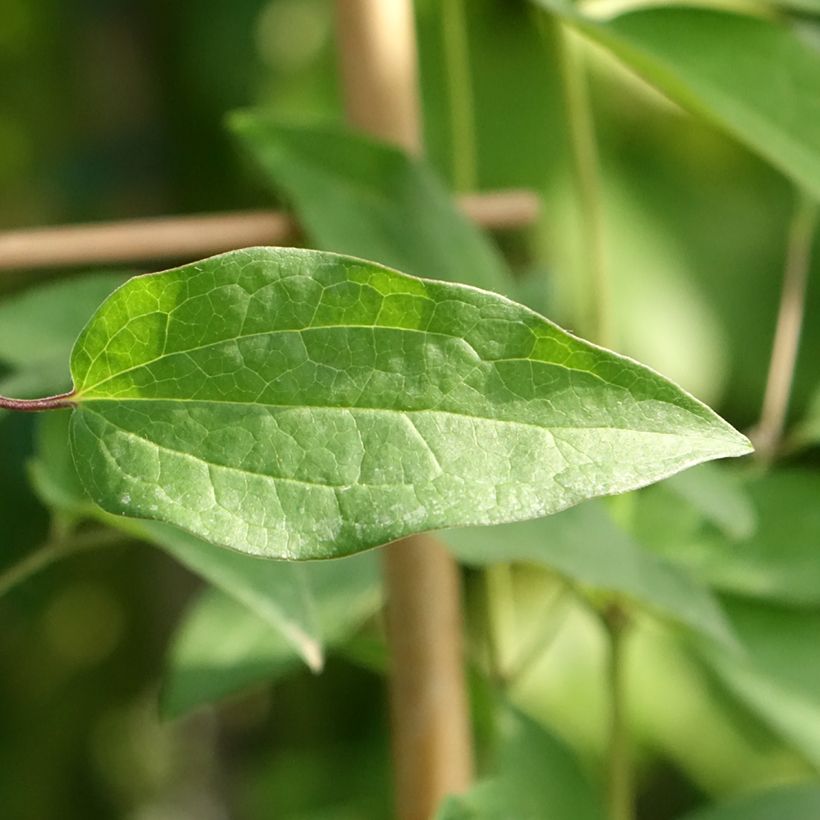 Clematis Saphyra Violetta (Follaje)