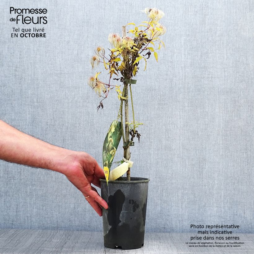 Ejemplar de Clematis serratifolia Maceta 1,5L/2L entregado en otoño