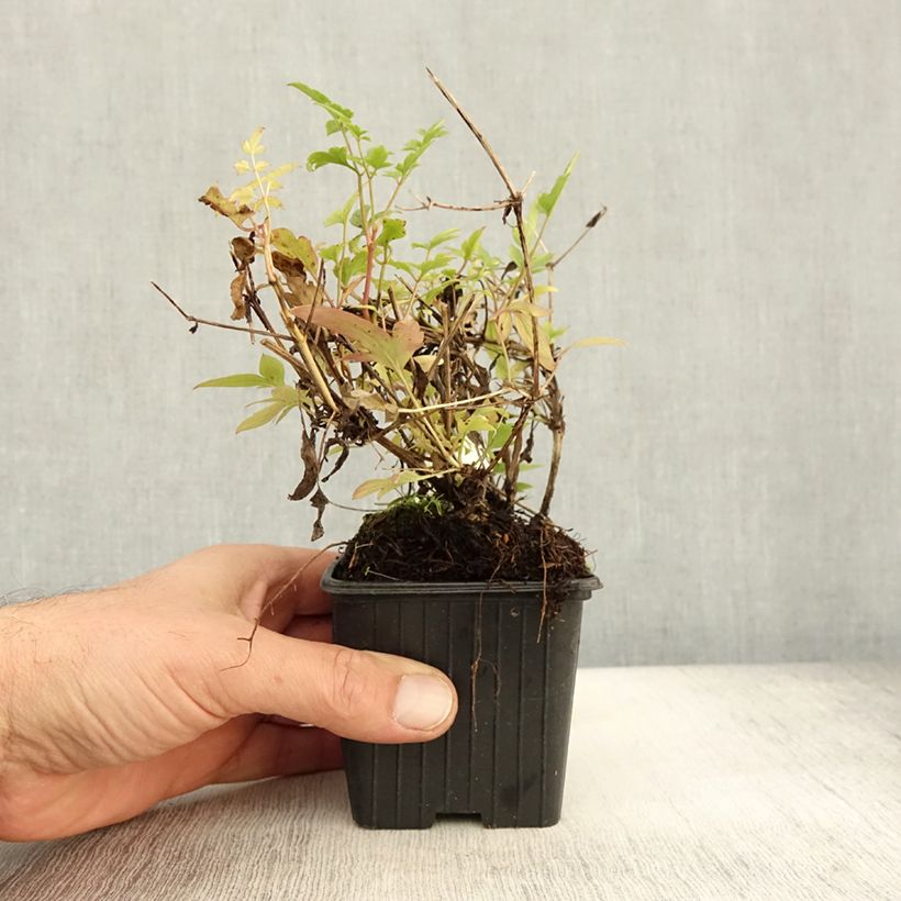 Ejemplar de Clematis tibetana subsp. tangutica - Clemátide dorada Maceta de 8/9 cm entregado en otoño