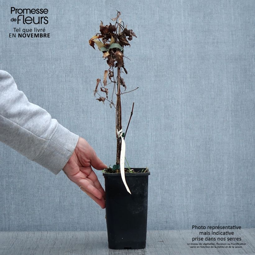 Ejemplar de Clematis viticella Polish Spirit Maceta 1,5L/2L entregado en otoño