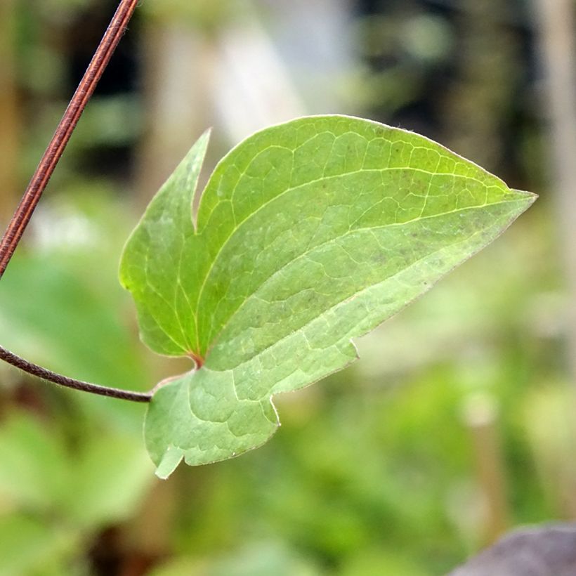 Clematis Vostock (Follaje)