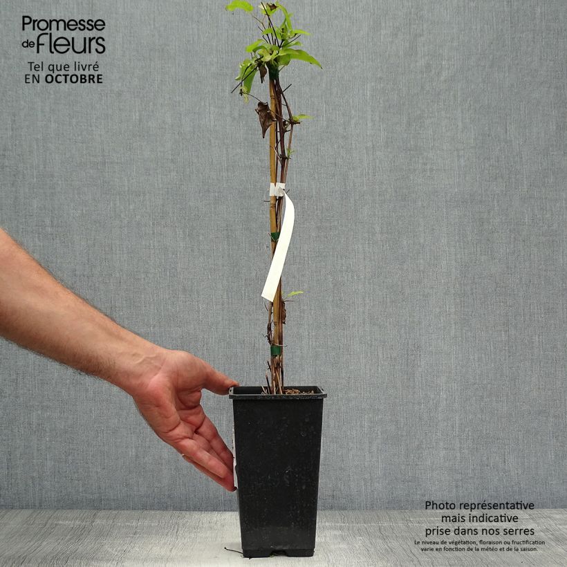 Ejemplar de Clematis Wildfire Maceta 1,5L/2L entregado en otoño