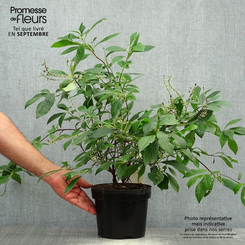 Ejemplar de Clethra alnifolia Hummingbird - Arbusto de la pimienta dulce Maceta 3L/4L entregado en otoño