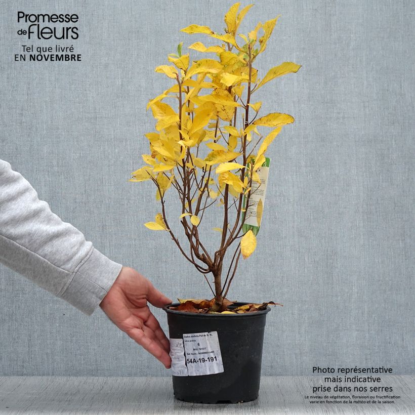 Ejemplar de Clethra alnifolia - Arbusto de la pimienta dulce Maceta 3L/4L entregado en otoño