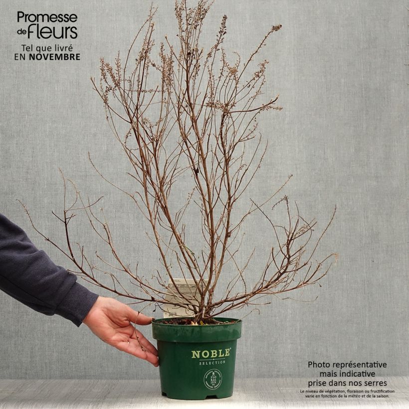 Ejemplar de Clethra alnifolia Sixteen Candles - Arbusto de la pimienta dulce Maceta 2L/3L entregado en otoño