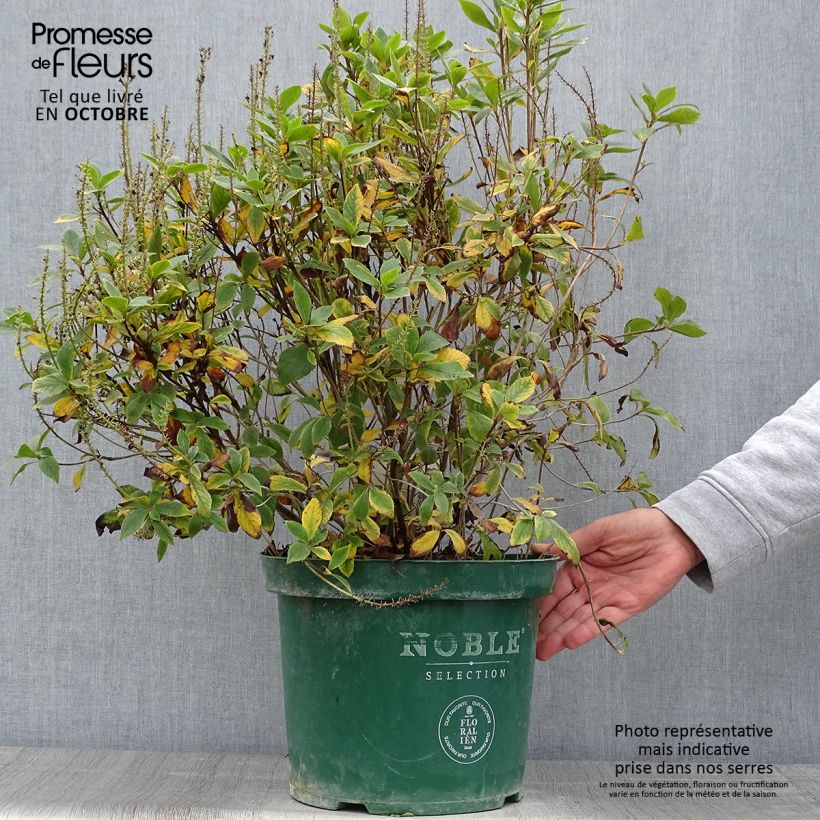 Ejemplar de Clethra alnifolia Sixteen Candles - Arbusto de la pimienta dulce Maceta 7,5L/10L entregado en otoño