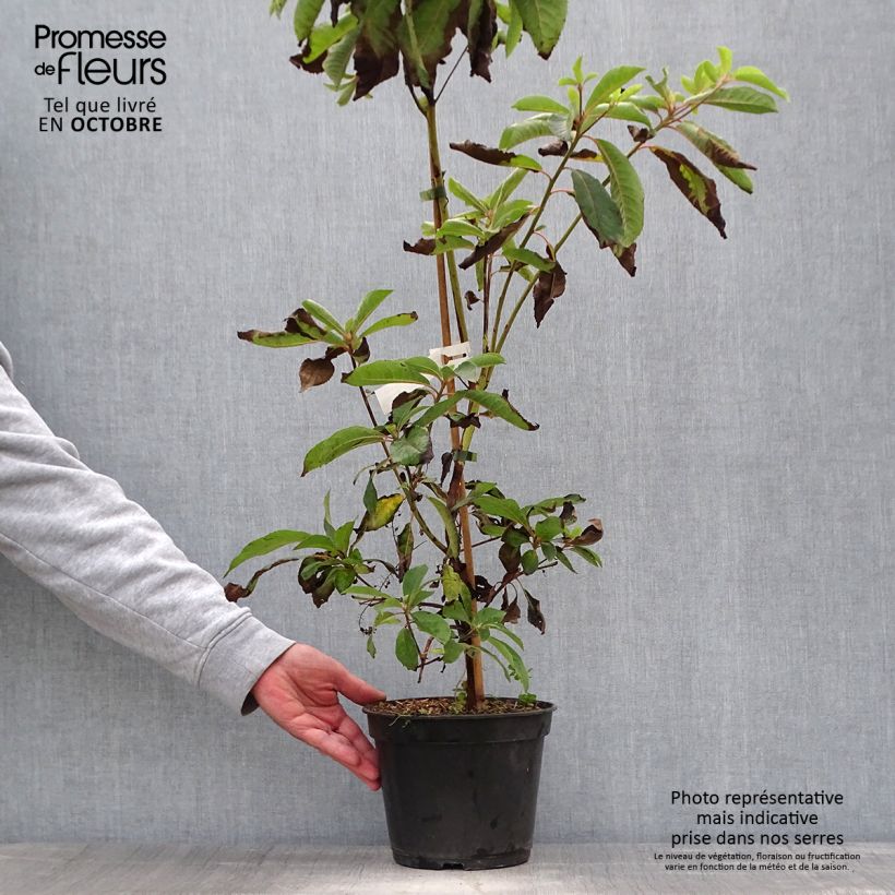 Ejemplar de Clethra barbinervis Great Star Minbarb Maceta 4L/5L entregado en otoño