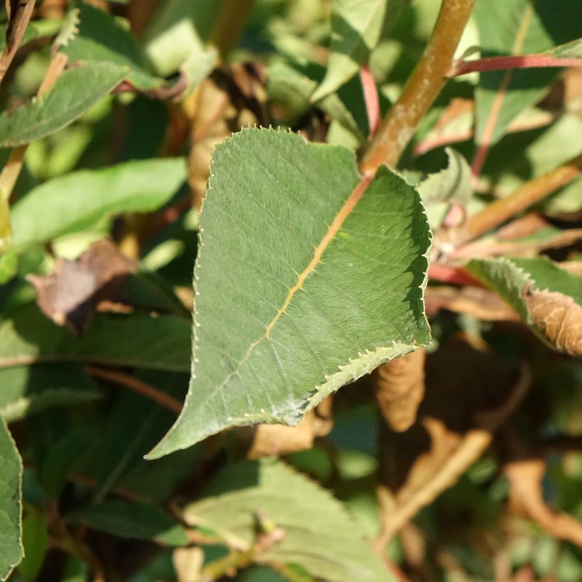 Clethra barbinervis Great Star Minbarb (Follaje)