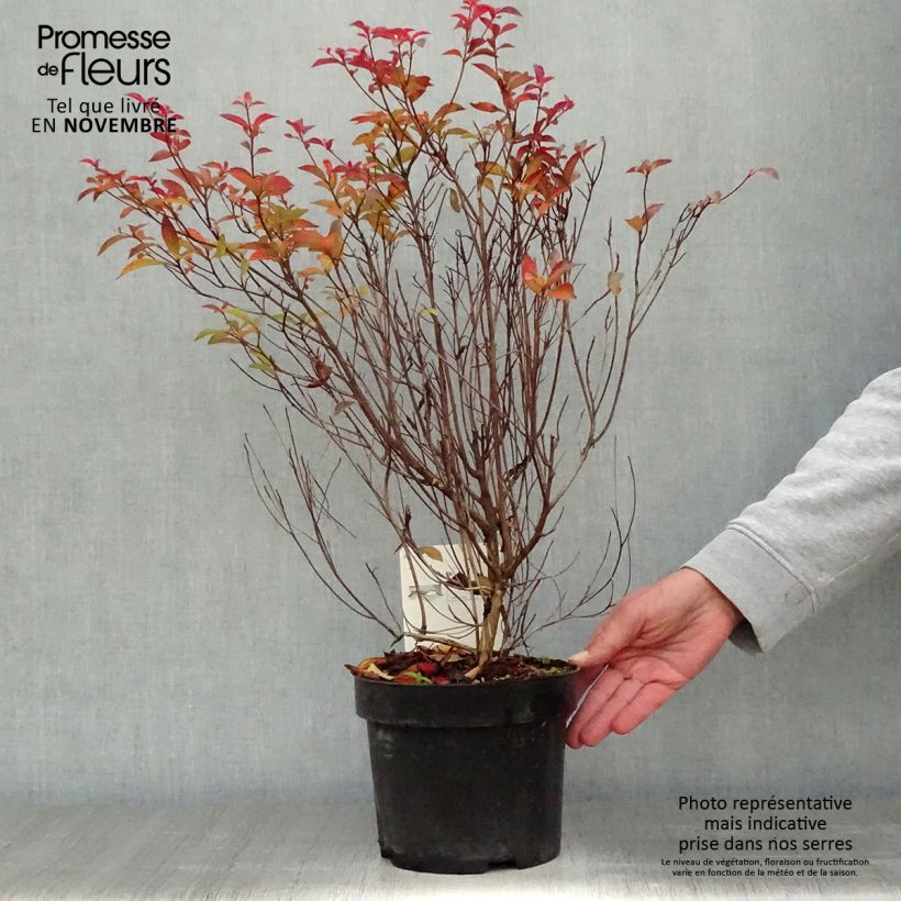 Ejemplar de Clethra barbinervis Maceta 3L/4L entregado en otoño