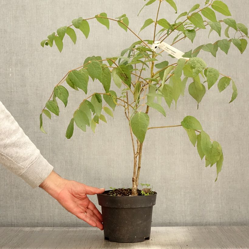 Ejemplar de Clethra fargesii - Pot de 2L/3L entregado en otoño