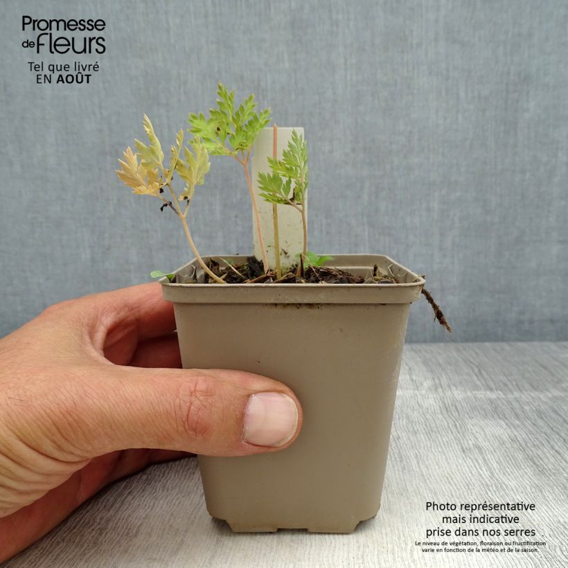 Ejemplar de Dicentra formosa Spring Gold Maceta de 8/9 cm entregado en verano