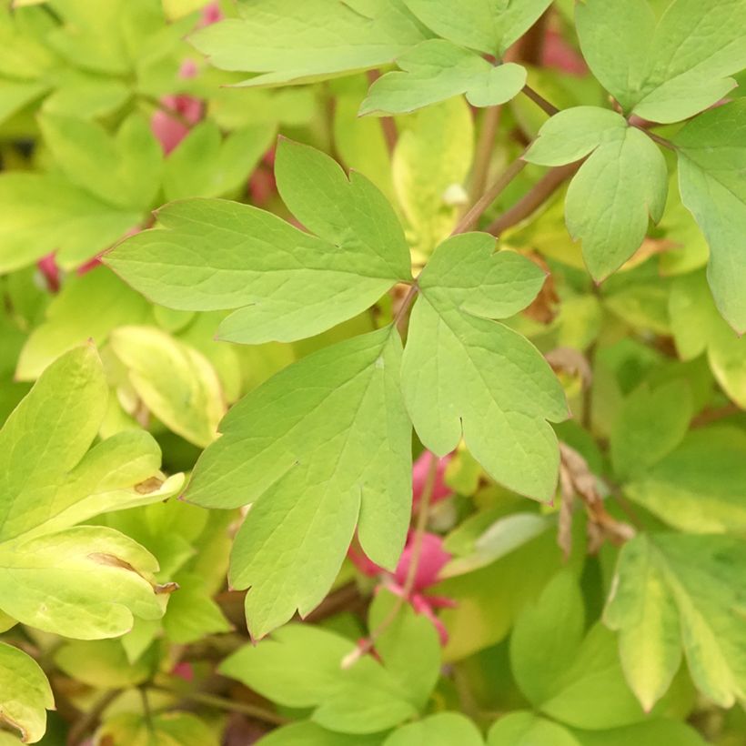 Dicentra spectabilis Yellow Leaf (Follaje)